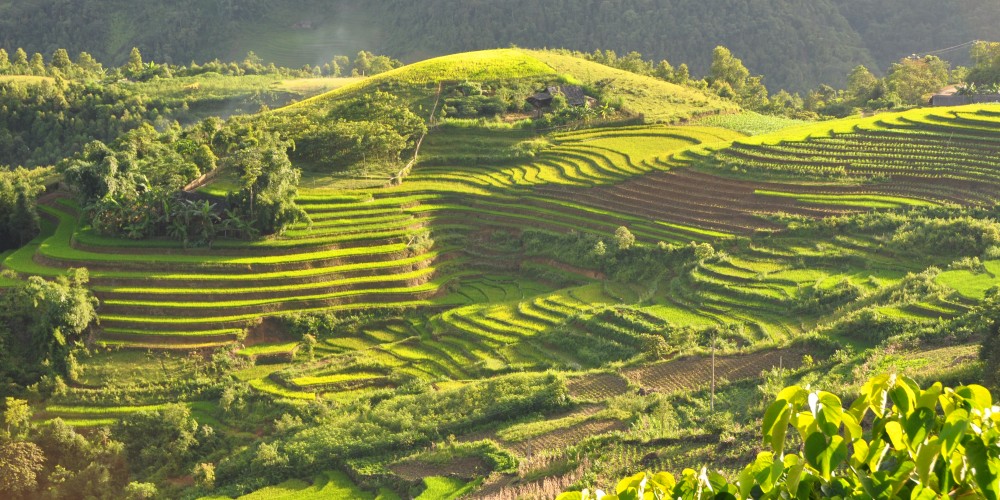 Terraced fields in Sa Pa